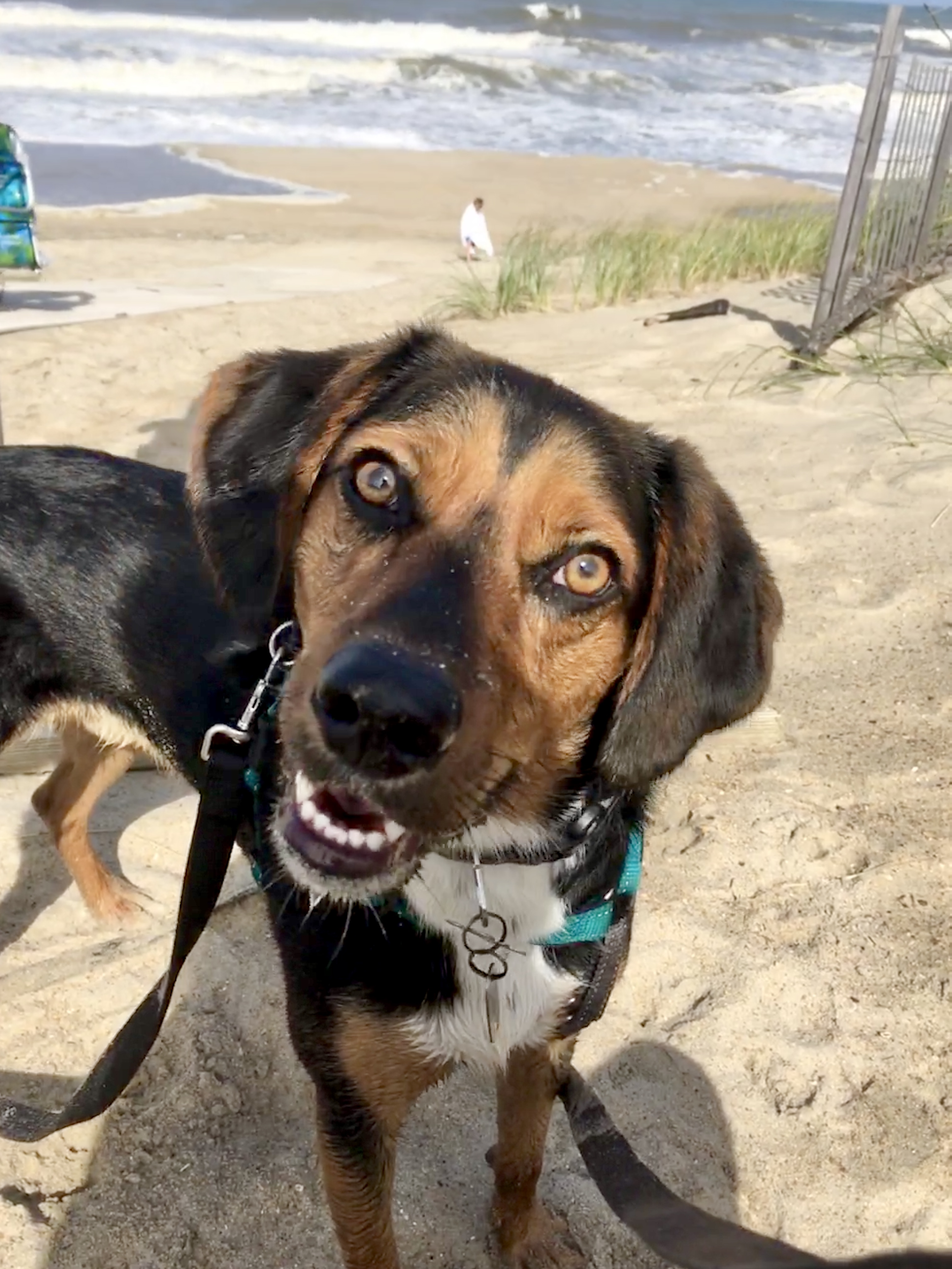 Writer: Maureen Woolley & Duck