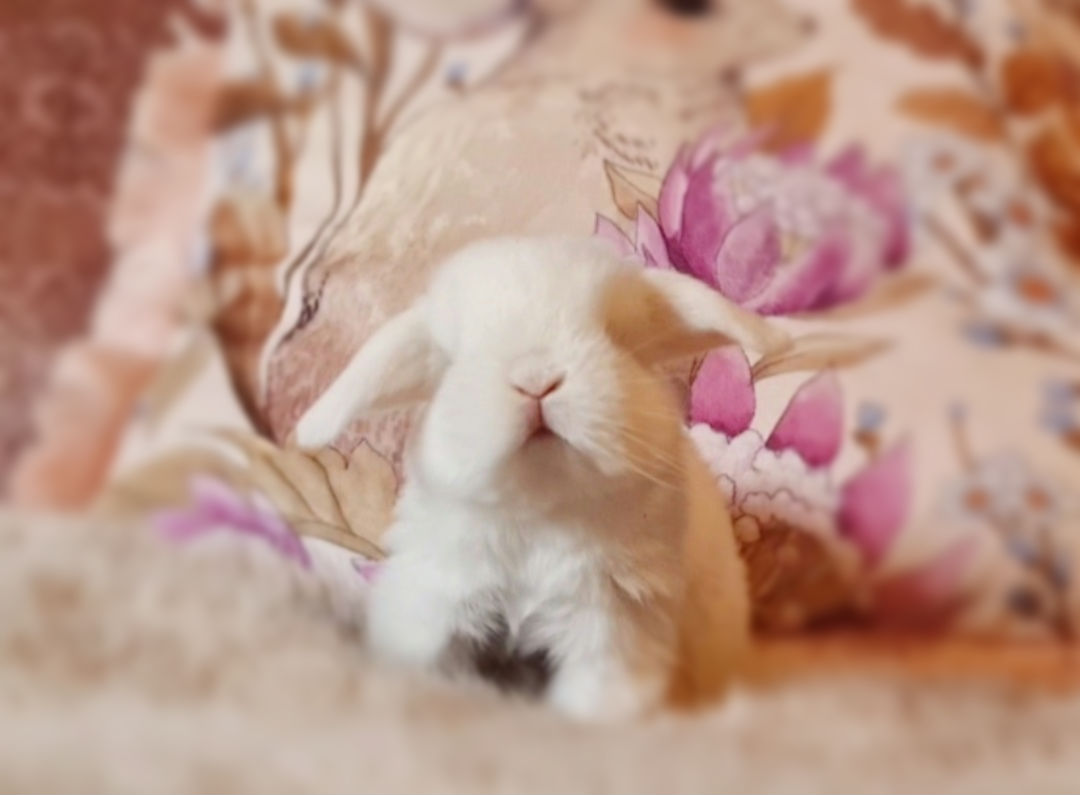 Writer: MonVella Bunnies ♡