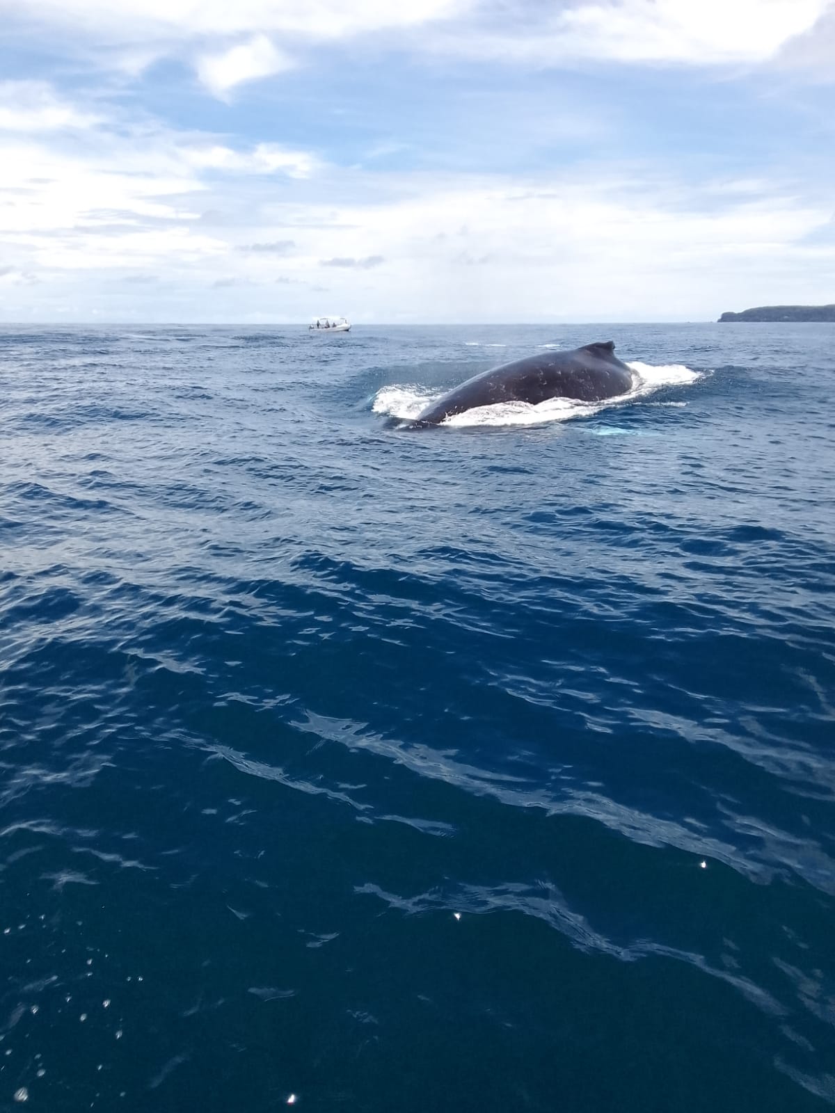 Foto del escritor: Sierpe - Ever Green 