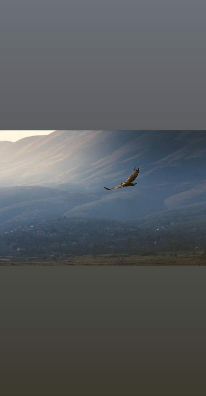 Writer: Elton morina