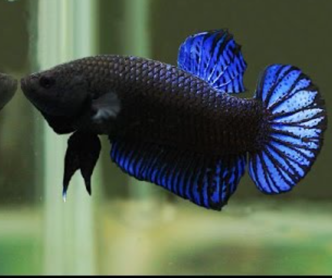 Foto del escritor: Pez Betta Betta