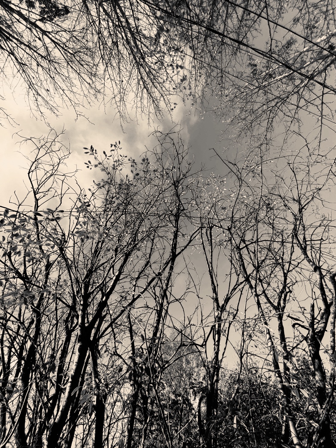 Writer: New North