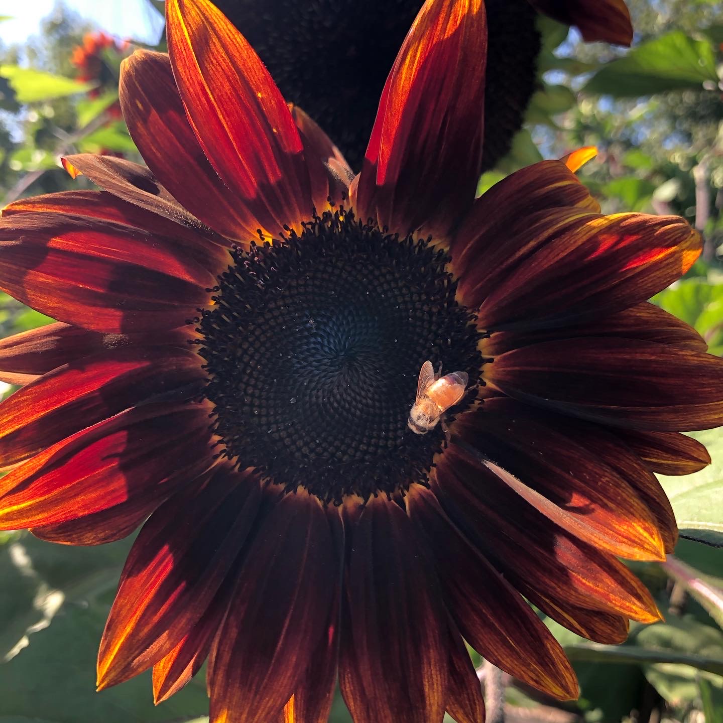 Writer: stelviachambless33