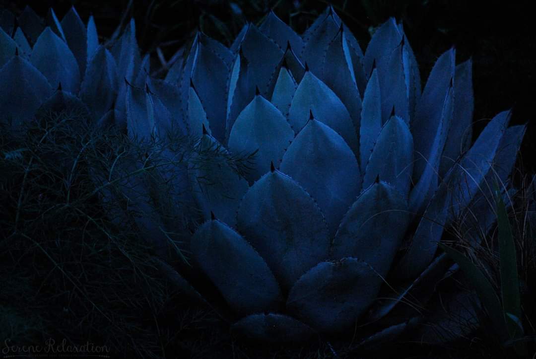 Writer: Serene Relaxation