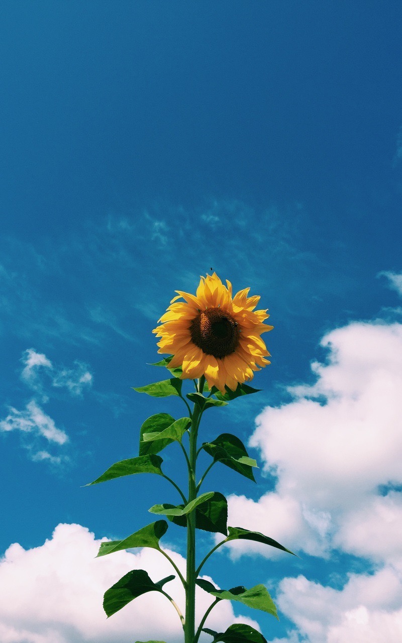 Writer: Abigail Williams