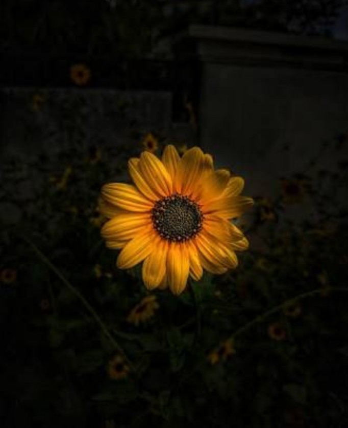 Foto del escritor: Janet Cruz