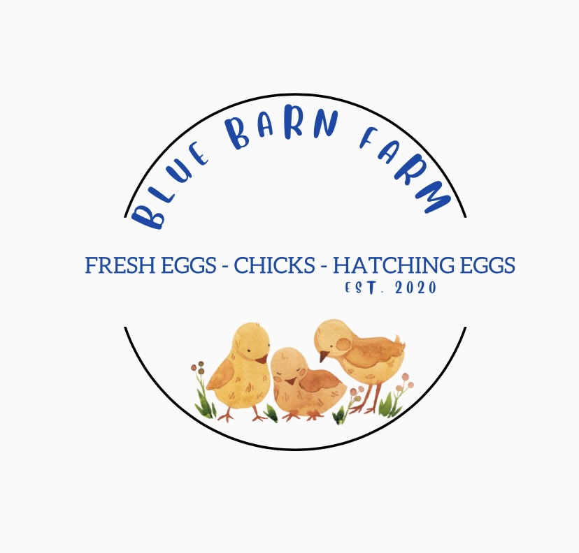 Writer: Blue Barn Farm
