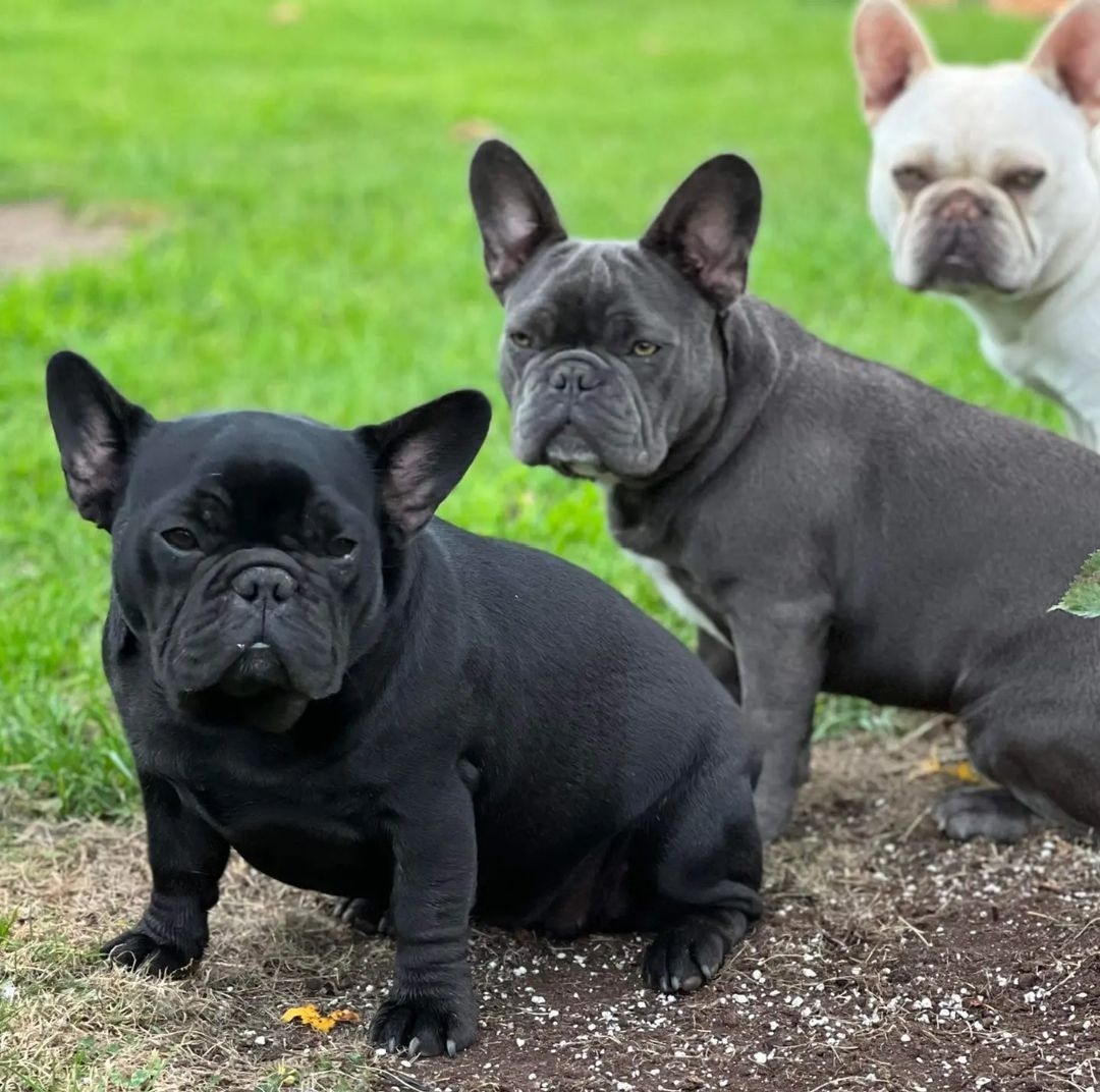 French Bulldog Hip Dysplasia Is One Of The Most Painful Hereditary