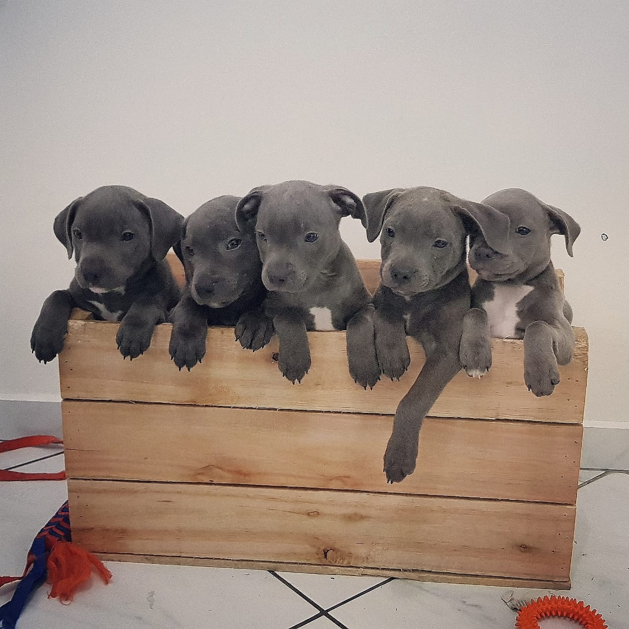 Foto do escritor: Npbull Staff Blue