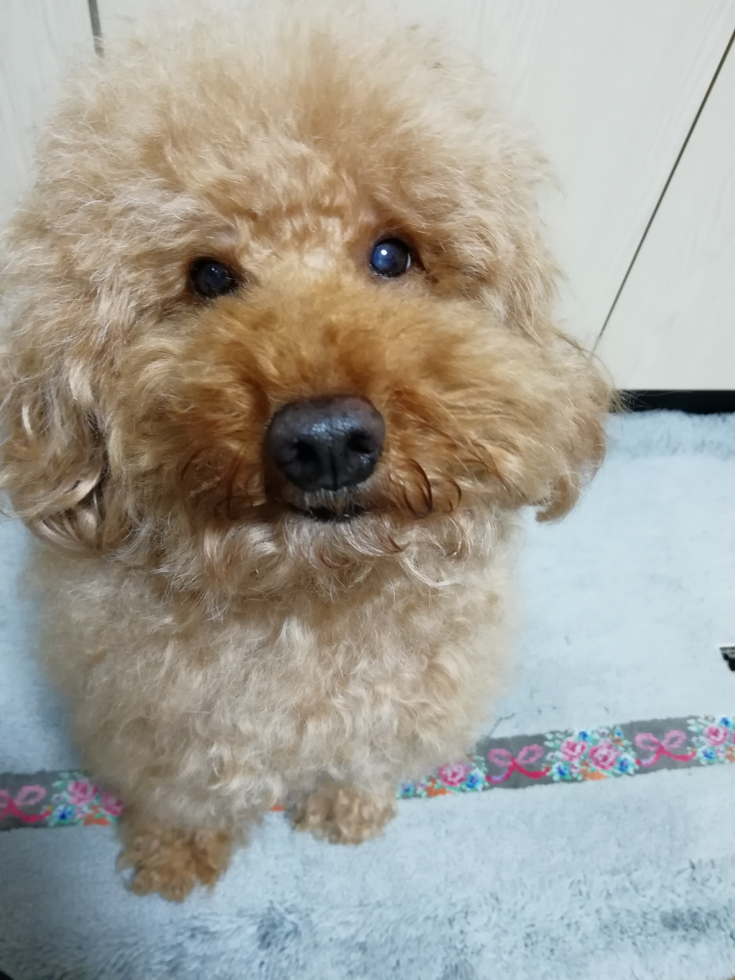 執筆者の写真: 愛 福地