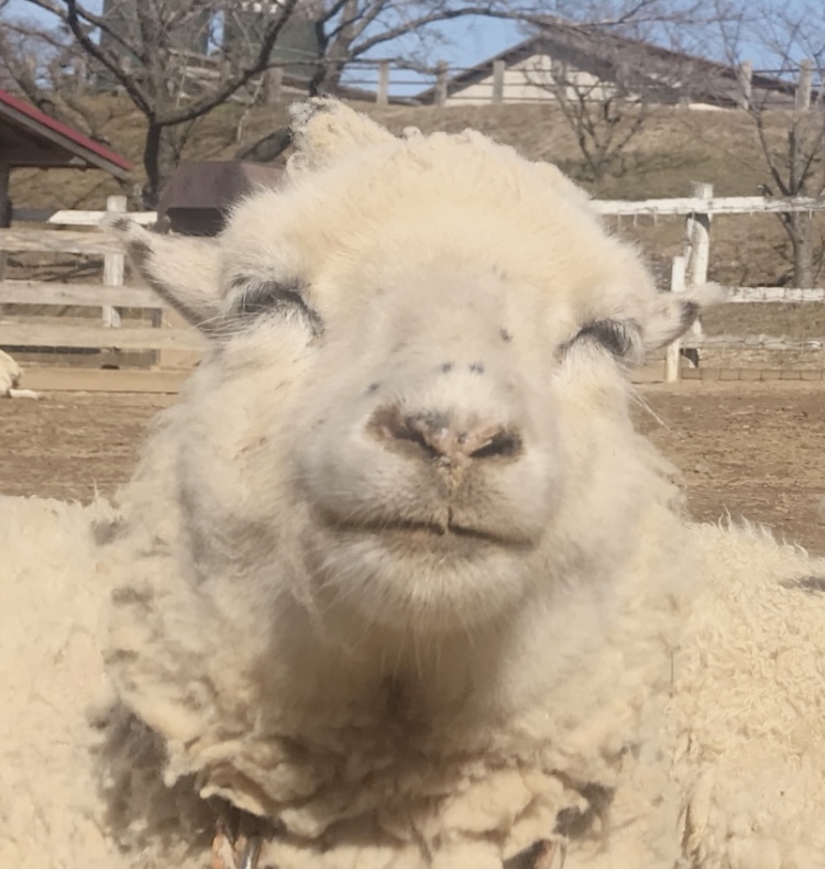 執筆者の写真: 鈴木 優季乃