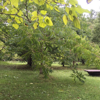 執筆者の写真: botanicalmoment