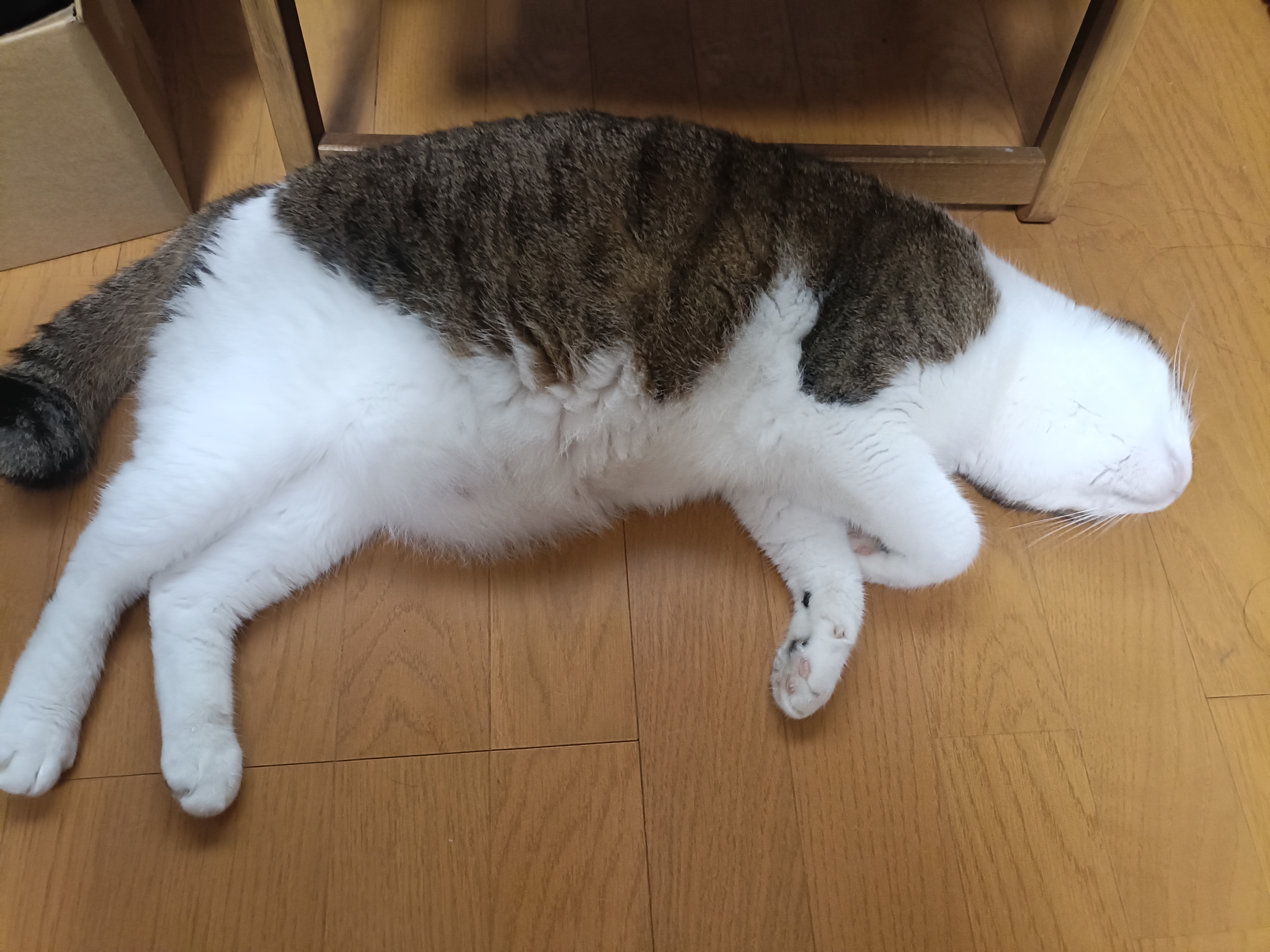 執筆者の写真: Akiko Adachi
