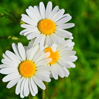 Writer: Floripondias 