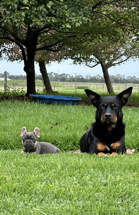 Writer: Amanda & Chris