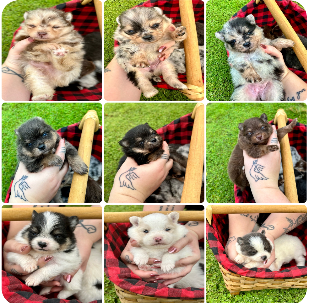 Writer: Petcu Pomeranians