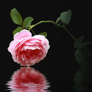 Writer: Tien Nguyen