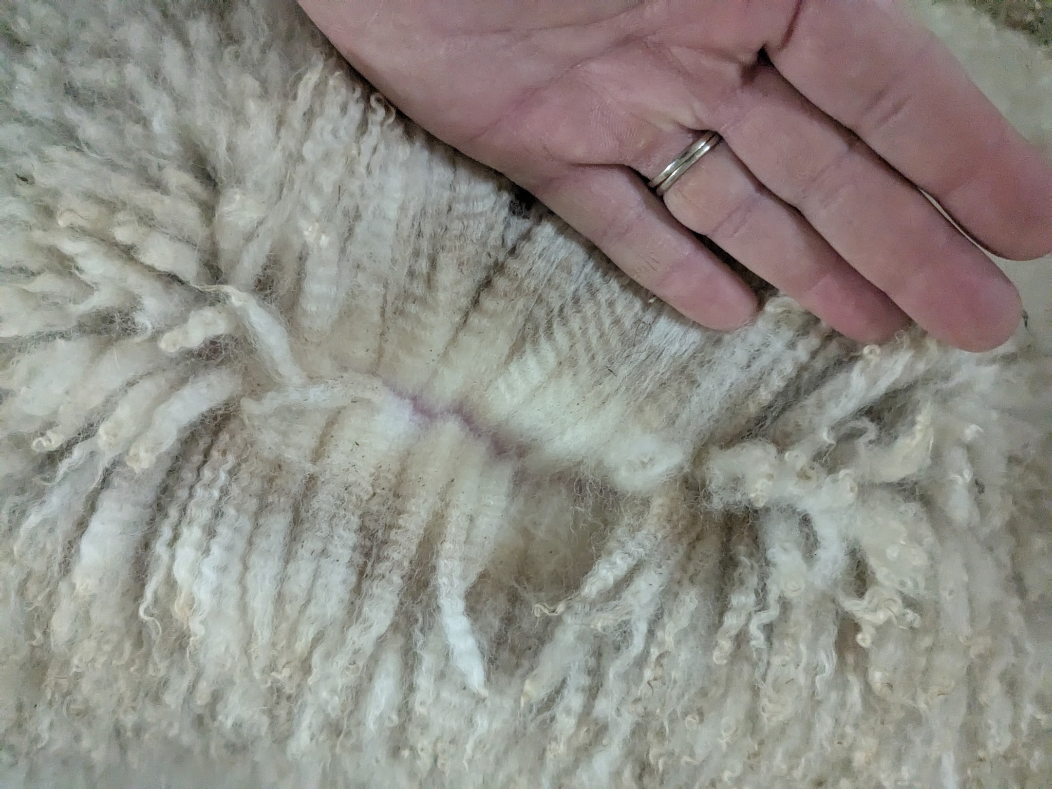 Writer: K Angoras Yarn and Fleece null