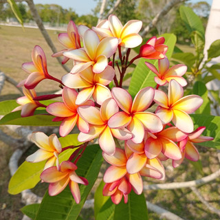 Writer: plumeriaholdingslt