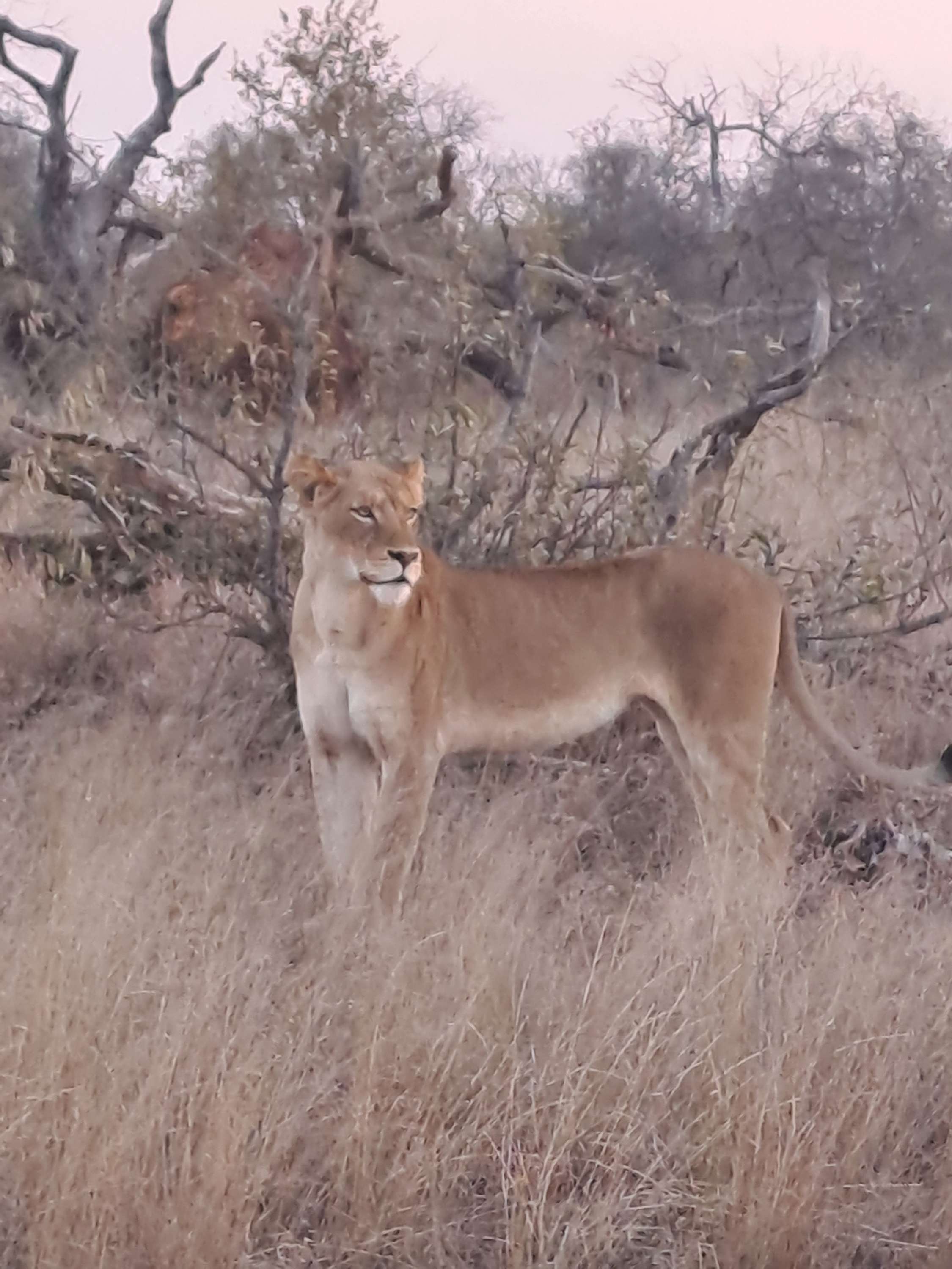 Writer: Wild Africa Tours null