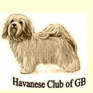 Writer: Havanese Club of GB