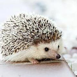 Writer: Race For Unity