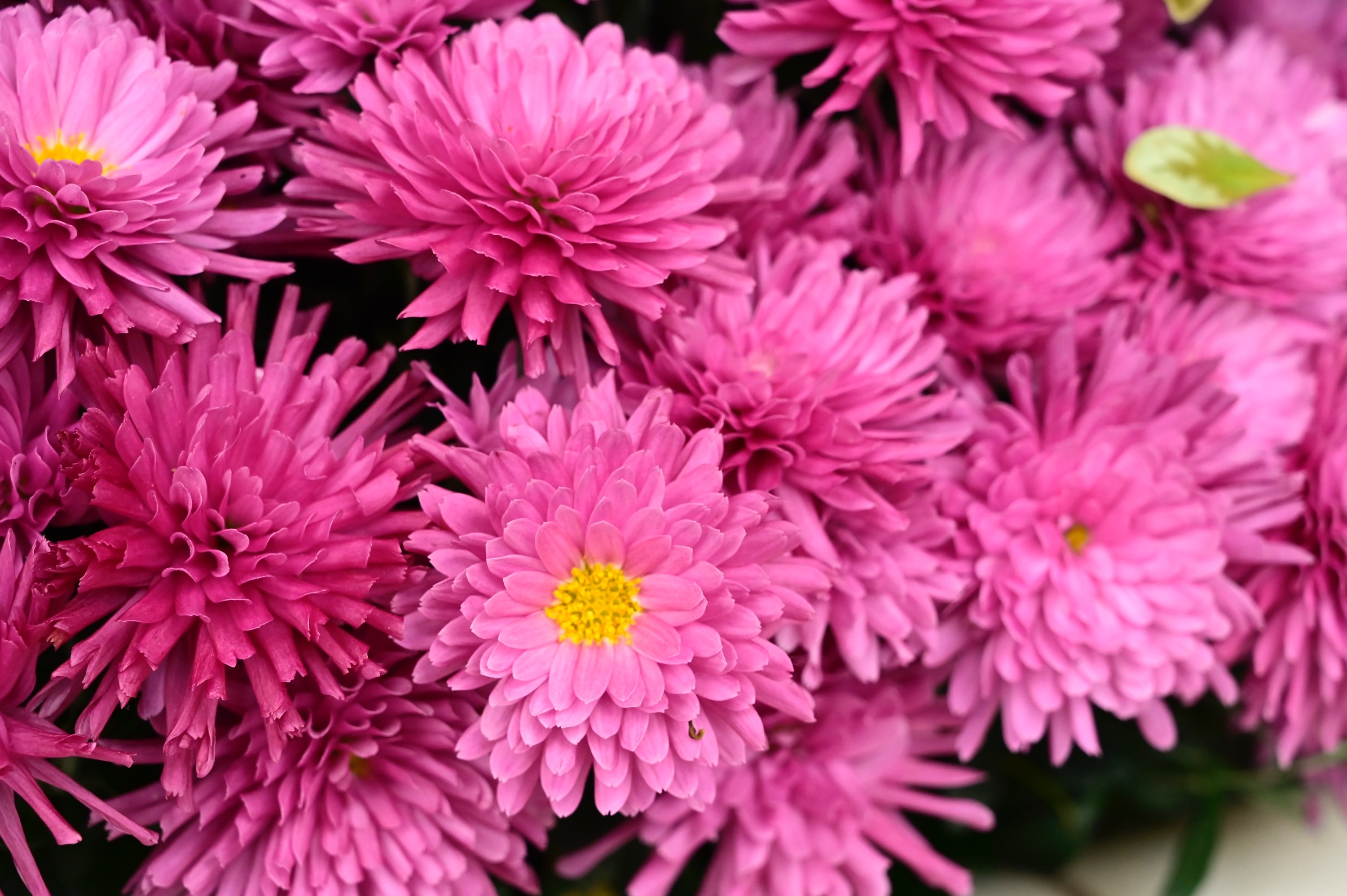 Writer: Davis Wellbeing Spa