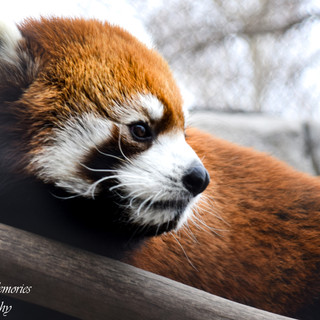 Writer: Della Marina