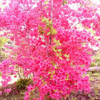 執筆者の写真: suzunaseikotuin