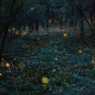 Immagine del redattore: Maria Elena Alessi 