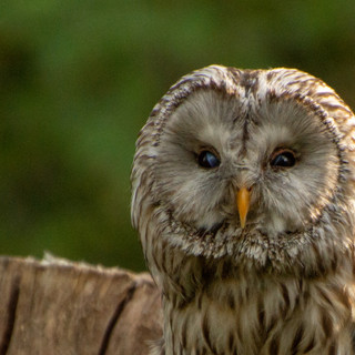 Photo du rédacteur: Gérard BIANCHI