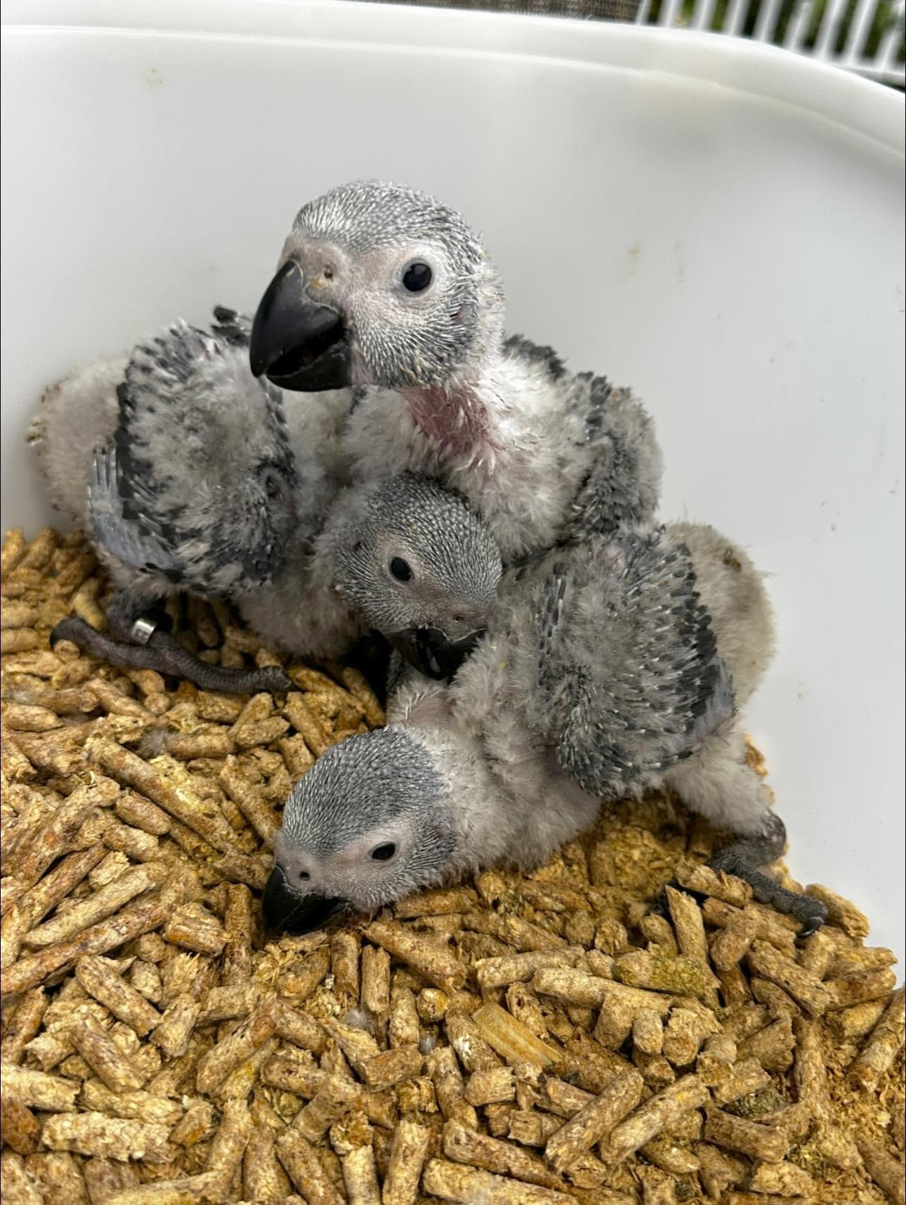 Thumbnail: African greys baby 