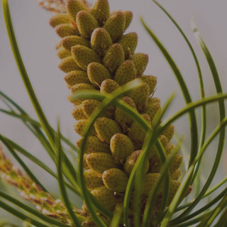 Writer: Canadianpine pollen