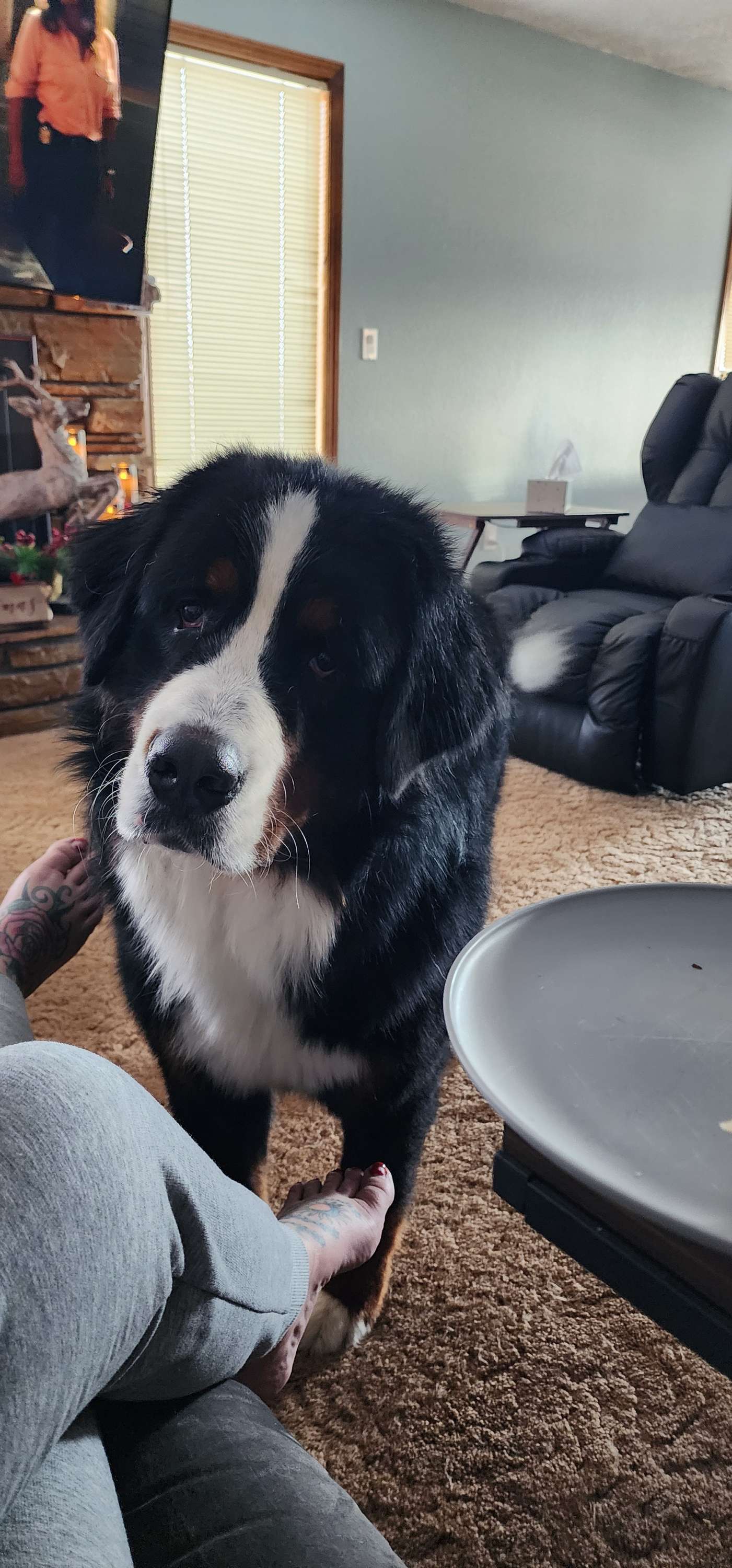 Writer: Riverview Bernese